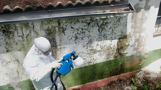 Trusted Crawl Space Mold Removal service in Ashland, MA - Cheap Mold Removal
